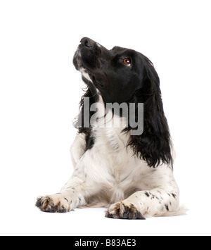 English Springer Spaniel 2 years in front of a white background Stock Photo