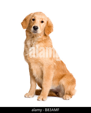 Golden Retriever sitting in front of a white background Stock Photo - Alamy