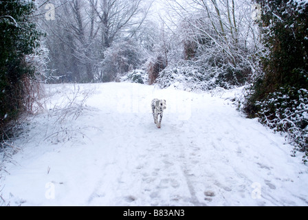 Dalmation walking in the snow Stock Photo
