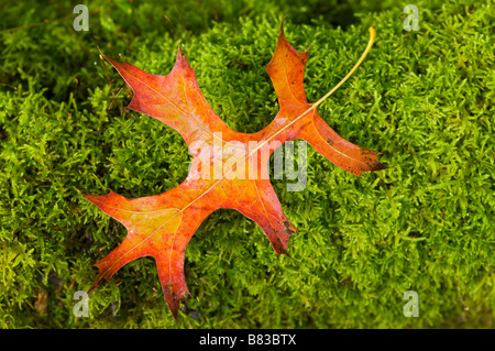 Scarlet Pin oak leaf Quercus palustris on moss Pays basque France Stock Photo