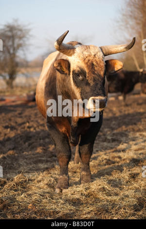 Heck cattle (Bos taurus, Aurochs) in Germany. Stock Photo