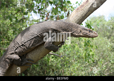 Bengal/ Common Indian Monitor, Varanus bengalensis, Aarey Milk Colony, Mumbai. Stock Photo