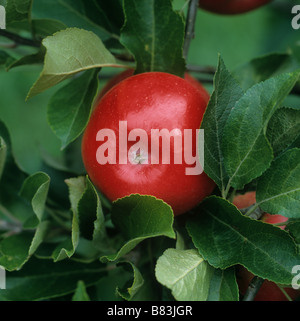 Single ripe red Discovery apple on tree Stock Photo