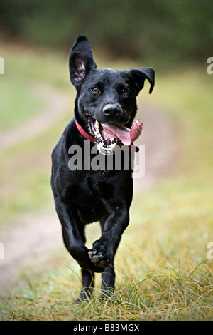 Running Black Labrador Stock Photo