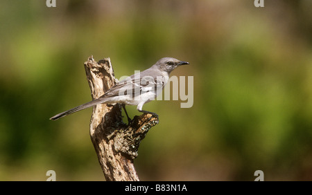 Northern Mocking Bird taken in The Everglades National Park, Florida, USA Stock Photo