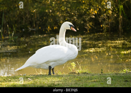 A Mute Swan standing on some grass by a body of water Stock Photo