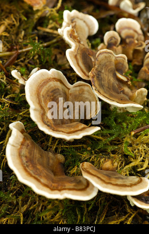 Turkey tail mushroom Trametes versicolor Pays Basque France Stock Photo