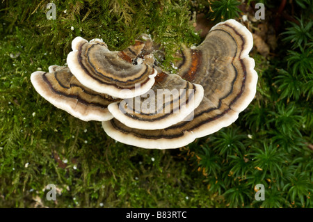 Turkey tail mushroom Trametes versicolor Pays Basque France Stock Photo