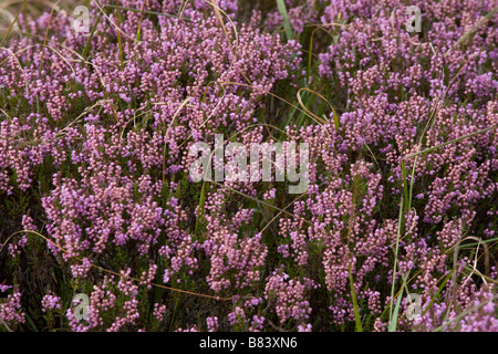 Purple Heather, Gweedore region, county Donegal, Ireland Stock Photo