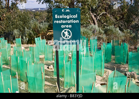 New native plants with seedling protectors planted in an Ecological Restoration Area in Bold Park, Perth, Western Australia Stock Photo