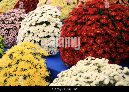 'Chrysanthemum' on show at RHS, royal horticultural society Tatton park. 'Flower show' multi coloured flowers on display. Stock Photo