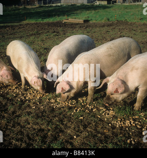 Outdoor duroc X Large white pigs feeding on pig nuts on the ground Stock Photo