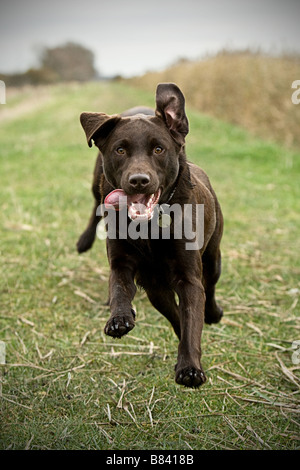 Labrador Running in the Countryside Stock Photo