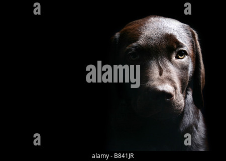 Labrador Puppy Head On against a Black Background Stock Photo