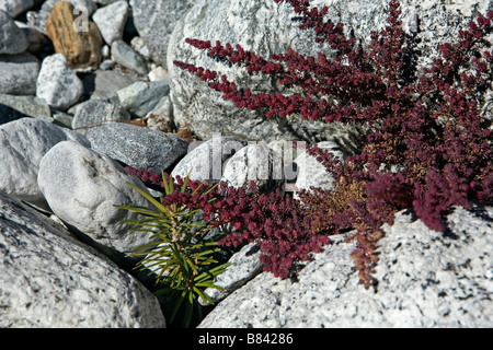 Closeup of stones in Dudh Koshi riverbed Phortse surroundings in Sagarmatha National Park Solo Khumbu region Nepal Stock Photo