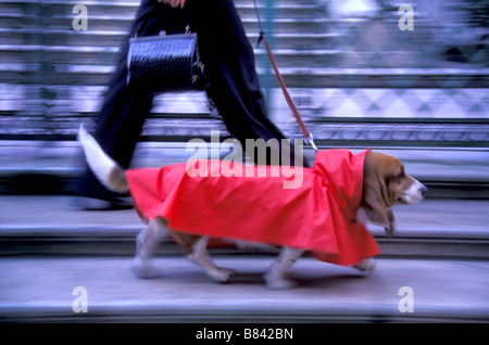 Basset Hound in Red Raincoat goes for a walk on his lead, New York City, USA Stock Photo