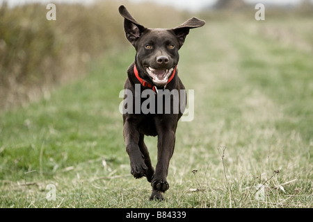 Labrador Running in the Countryside Stock Photo