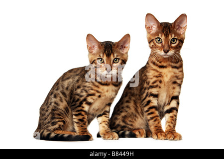 Brown spotted Bengal kittens Stock Photo