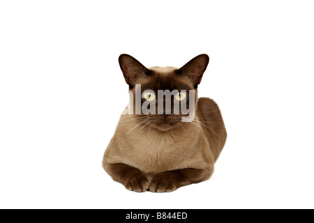 Burmese cat looking at camera Stock Photo