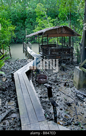 Pulau Kukup National Park, Malaysia Mangrove tide water roots tree root trees Stock Photo