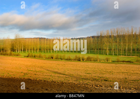 France row of poplars in early spring sunlight Stock Photo