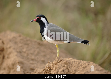 Red-wattled Lapwing (Vanellus indicus) Stock Photo