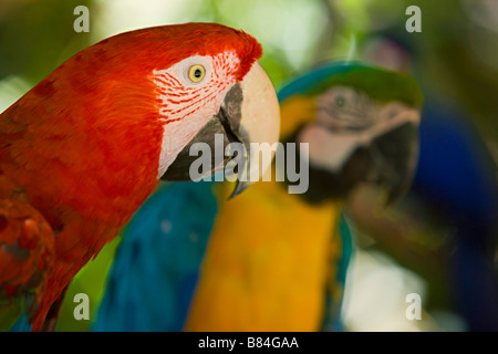 green winged macaw with blue and gold macaw Stock Photo