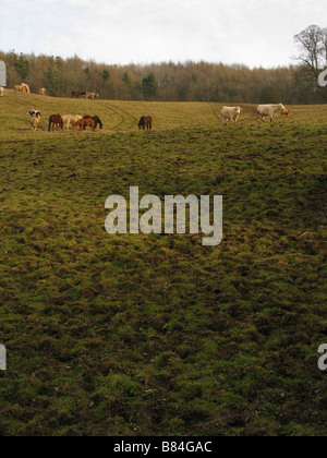 Livestock in field, winter, Cotswolds Stock Photo