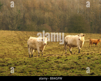 Cows in a muddy field, Cotswolds, UK Stock Photo