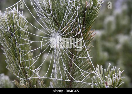 Frozen cobweb on a Scots Pine fir tree.