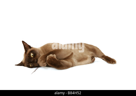 Burmese cat playing with a feather Stock Photo