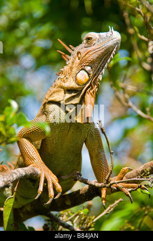 Green iguana (iguana iguana) in Costa Rica Stock Photo