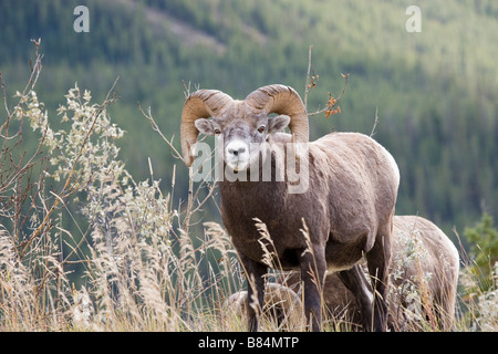 Bighorn sheep ram in autumn, Jasper National Park, Alberta, Canada Stock Photo