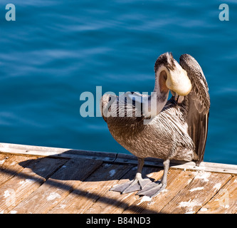 A California Brown Pelican preening and grooming in the afternoon sunshine.  Stock Photography by cahyman Stock Photo