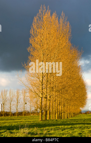 France row of poplars in early spring sunlight Stock Photo