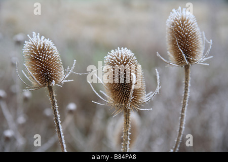 Three Teasel heads, small group of frost covered flower heads in a garden. Stock Photo