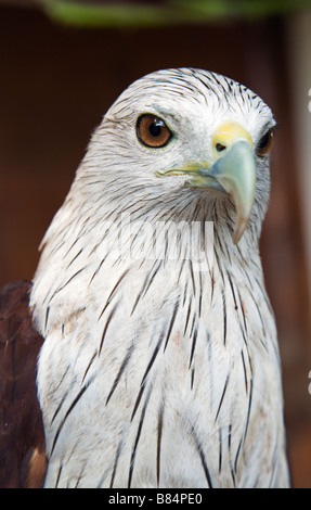 Portrait of a Brahminy kite in Fort Cochin, Kerala State, India Stock Photo