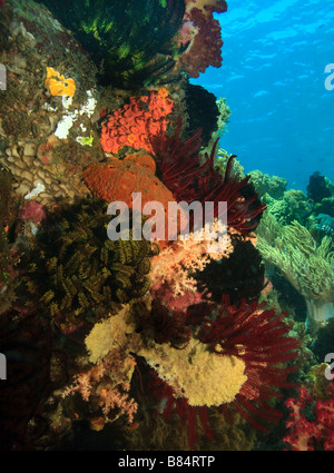 Underwater Coral reef scene of soft corals in the indo pacific Stock Photo