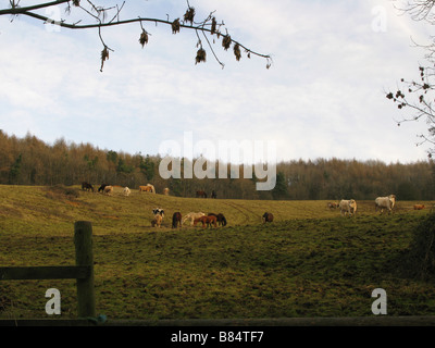 Livestock in field, winter, Cotswolds Stock Photo