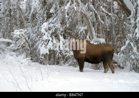 Moose Feeds on branches at tree line in winter snow Stock Photo