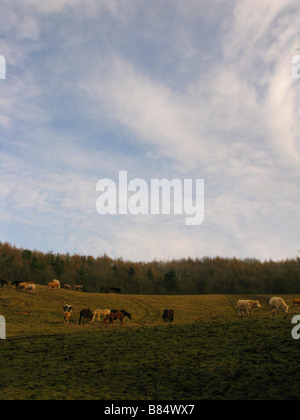 Livestock in field, winter, Cotswolds Stock Photo