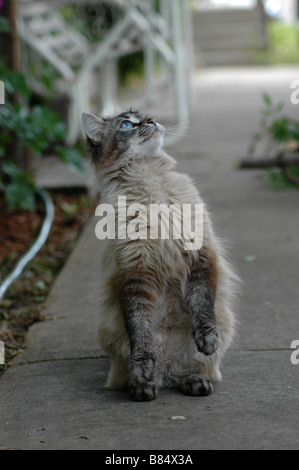 An older, quite playful, blue-eyed grey kitten. Stock Photo