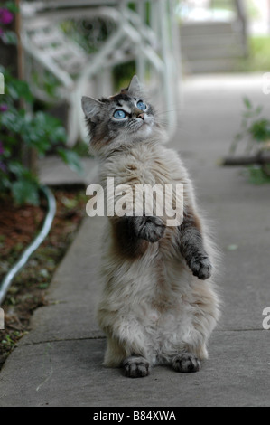 An older, quite playful, blue-eyed grey kitten. Stock Photo