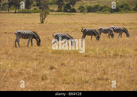 Zebras out grassing in the open, South Africa. Stock Photo