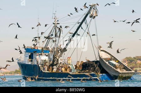 MEXICO SINOLA STATE MAZATLAN Commercial fishing boat with Pelicans and Frigate birds flying overhead. Port of Mazatlan Stock Photo