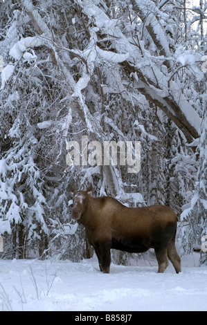 Moose Cow Feeds on branches at tree line in winter snow Stock Photo