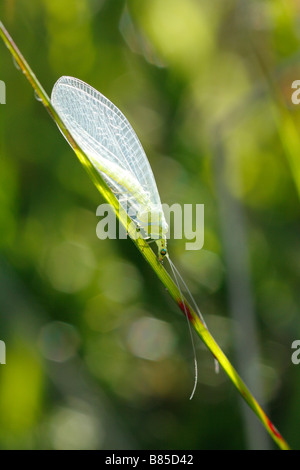 Common Green Lacewing (Chrysoperla carnea). Powys, Wales. Stock Photo