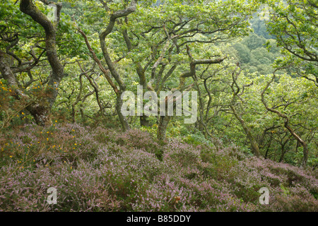 Oak woodland with heather and bilberry. Gwernafon Wood, Powys, Wales, UK. A Woodlands Trust property. Stock Photo