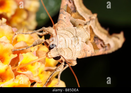 Angle Shades Moth (Phlogophora meticulosa) feeding on Buddleia at night in a garden. Powys, Wales. Stock Photo