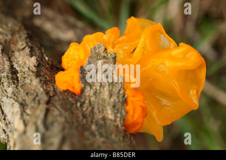 Yellow Brain fungus (Tremella mesenterica) fruiting on a gorse stem. Powys, Wales. Stock Photo